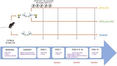 The Effect of Galvanic Vestibular Stimulation on Visuospatial Cognition in an Incomplete Bilateral Vestibular Deafferentation Mouse Model